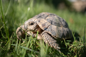 turtle on the grass