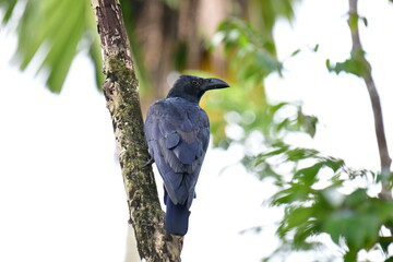 This image shows a Large-billed Crow (Corvus macrorhynchos), identifiable by its glossy black plumage and prominent, arched bill. Perched on a mossy branch, it eyes its surroundings.