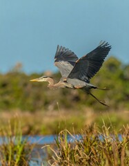 Grey heron in flight over marsh