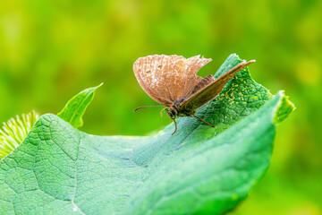 Motyl. Przestrojnik trawnik. © Janusz Lipiński