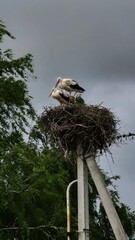 Two storks standing together in a nest on a tall pole surrounded by greenery on a cloudy day