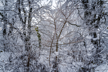 A snowy forest path with a bridge in the middle