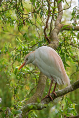 Héron garde-boeufs perché sur une branche d'arbre