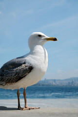 Seagull on the beach embankment of megapolis