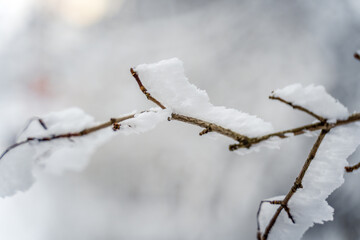 A branch covered in snow and frost