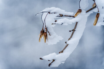 A branch covered in ice and snow