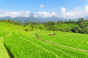 Awesome view of scenic rice terraces in Bali, Indonesia