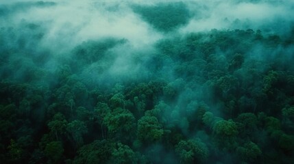 Dramatic aerial view of dense forest with fog nature photography outdoor aerial atmosphere