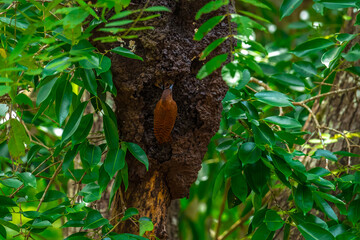 Reddish brown fur, short crest, dense black horizontal stripes on the upper body, short black beak, stripes on the underside of the neck. Male: red stripes on the cheeks. Thailand.