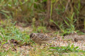 Mirafra javanica Short beak, stripes on the chest, long tail, white outer tail feathers, brown body with long, pale eyebrows, smooth ear feathers without stripes, body