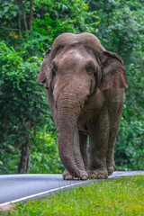 Obraz premium Its body is gray, its snout is called the trunk. The trunk of the Asian elephant has only one beak. Nakhon Ratchasima, Thailand. 