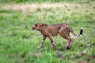 Gu&eacute;pard vu de profil dans la plaine