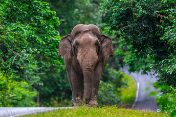 Fototapeta premium Its body is gray, its snout is called the trunk. The trunk of the Asian elephant has only one beak. Nakhon Ratchasima, Thailand. 
