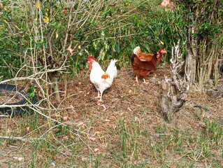 White and brown layer or  laying  hens and cock  on the green grass in the yard. Farm animals. photo taken in malaysia