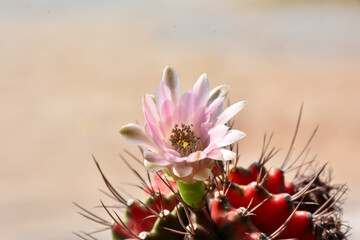 Beautiful blooming cactus, selective focus blurred green nature background. Hobby during work from...