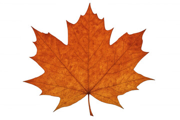 Fototapeta premium Vibrant orange maple leaf closeup, highlighting autumn foliage detail against transparent backdrop