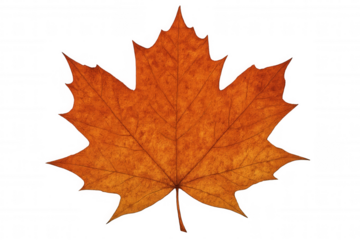 Vibrant orange maple leaf closeup, highlighting autumn foliage detail against transparent backdrop