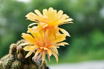 Little cactus on small pot, plant for decoration. Beautiful blooming cactus, selective focus blurred green nature background. Hobby during work from home concept.
