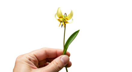a gentle hand offers a delicate yellow erythronium flower a symbol of springs ephemeral beauty and rebirth, isolated on transparent background