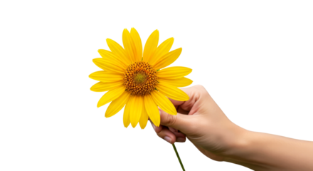 a gentle hand offers a sunflower symbol of summers warmth and joyful giving, isolated on transparent background