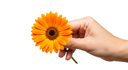 a gentle hand offers a vibrant orange gerbera daisy symbol of joy, warmth, and sunny days, isolated on transparent background