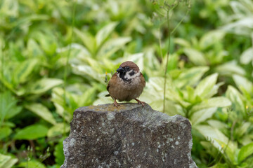 sparrow sitting on a stone