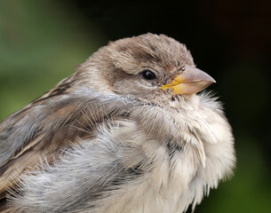 Close-up portrait of a young house sparrow against a dark green background.