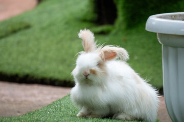 white rabbit in the grass