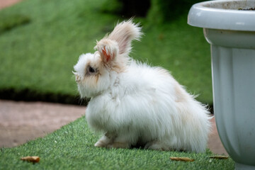 white rabbit in the grass