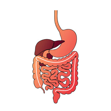 A minimalist 2D flat vector illustration of the human digestive system with interconnected continuous clean lines and warm gradient colors, isolated on a pristine white background.