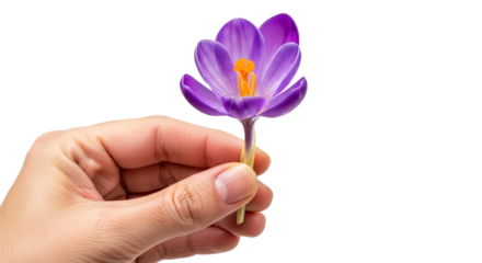 a hand offering a delicate purple crocus springs gentle awakening, a symbol of rebirth and hope, isolated on transparent background