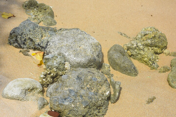 Coral beach sand - Discover the intricate textures of weathered coral and sandy beach