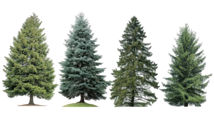 Four Evergreen Trees with Varied Green and Blue Hues on Transparent Background
