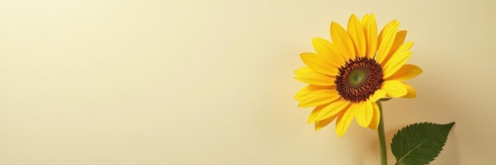 Obraz premium Elegant sunflower, minimalist neutral setting, beauty, yellow, studio