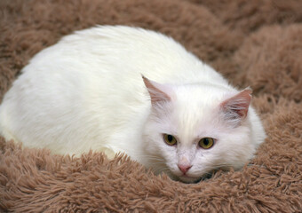 A white domestic cat lies on a fluffy brown blanket, curled up in a compact pose.  
