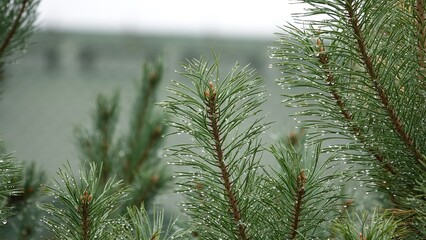 Zielone igły sosny zwyczajnej z kroplami deszczu na igłach © tomo81