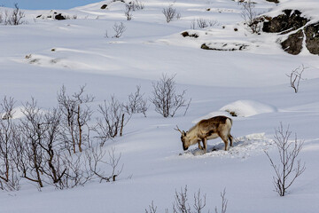Eine Elchkuh und ihr Kalb traben einen Fjord entlang auf der Insel in Norwegen im Winter