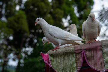pigeons in the park