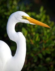 Fototapeta premium Close-up profile of a Great Egret, showcasing its long neck and bright yellow beak against a blurred green background