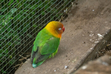 green winged parrot