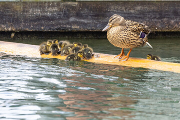 single mother with many children
