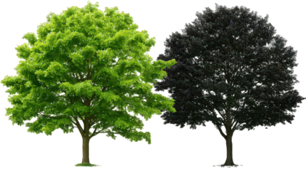 Two Trees Green And Black Foliage Contrast