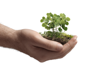 3d illustration of hand holding young plant isolate on transparent background, PNG for poster banner cover design