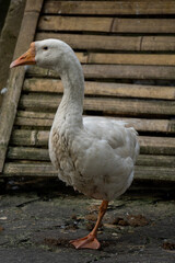 white goose in the park