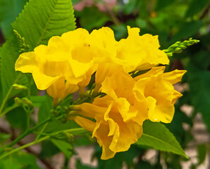 Bright yellow Tecoma flowers in full bloom, adding vibrant beauty to the garden. Close-up of...