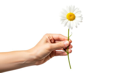 a tender daisy, offered gently a symbol of innocent hope and pure beginnings, isolated on transparent background