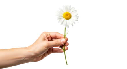 a tender daisy, offered gently a symbol of innocent hope and pure beginnings, isolated on transparent background