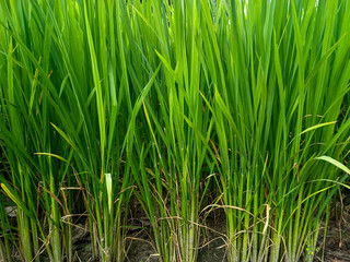 Closeup of rice grain and the green leaves of young paddy plant background growing on field. Foliage natural nature backgrounds. Fresh young rice leaves growing densely, symbolizing agriculture.