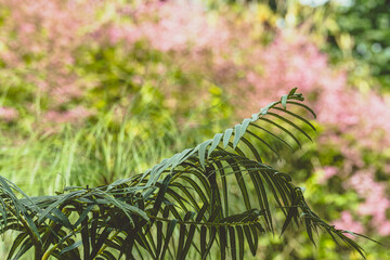 green fern in the garden