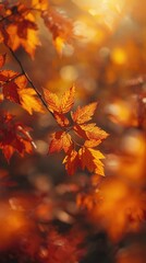 Beautiful Autumn Maple Leaves in Warm Golden Sunlight